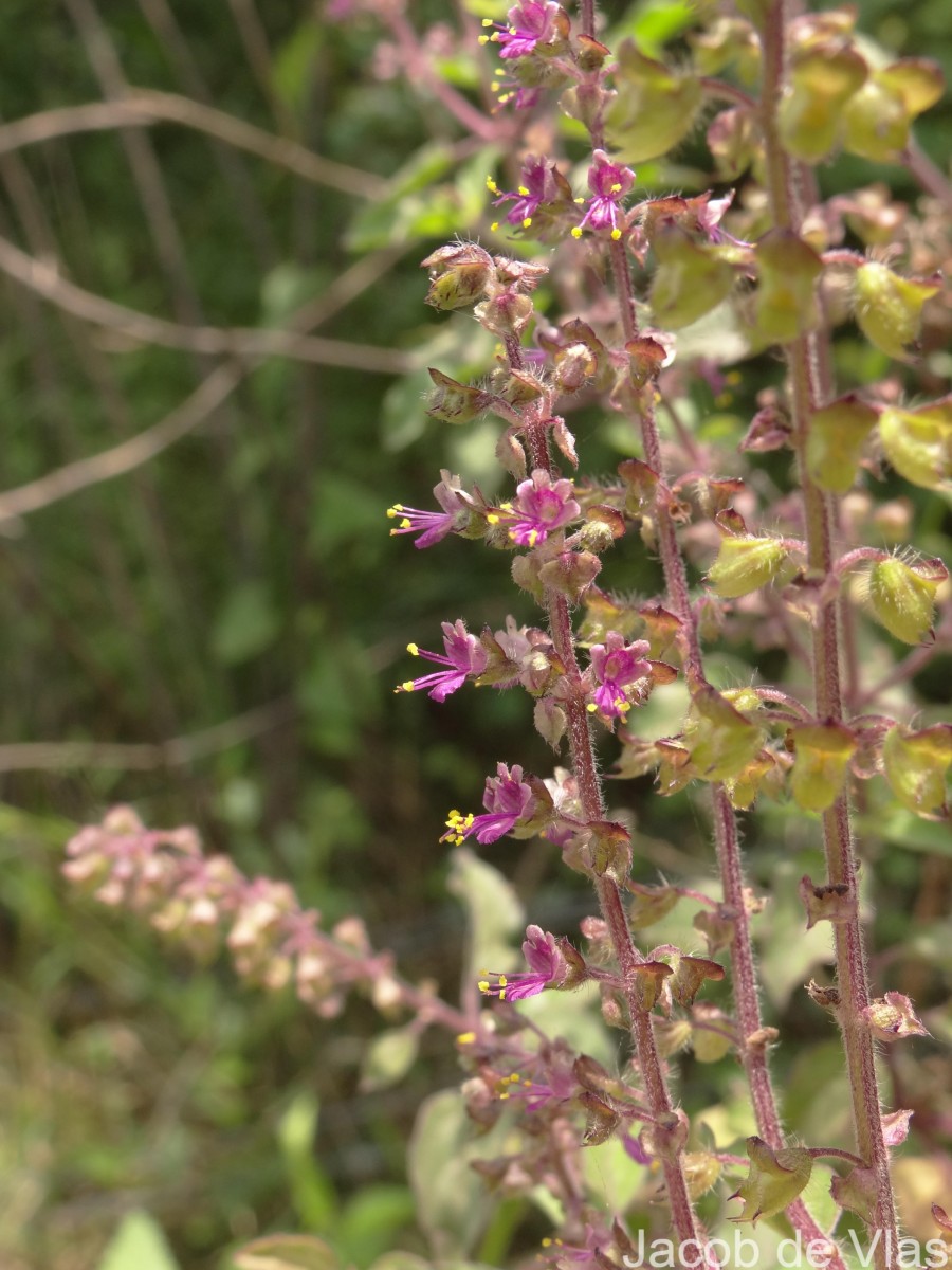 Ocimum tenuiflorum L.